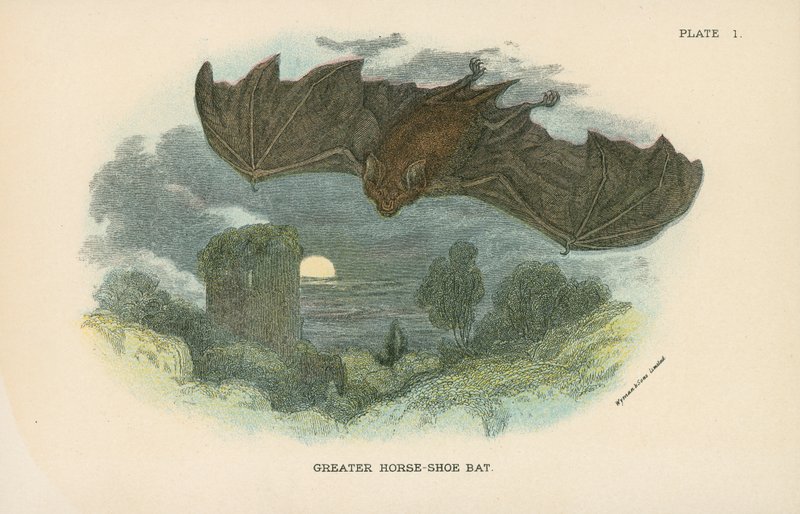 Greater Horse-Shoe Bat by English School