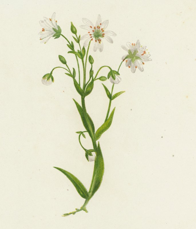 Greater Stitchwort, Stellaria Holostea by English School