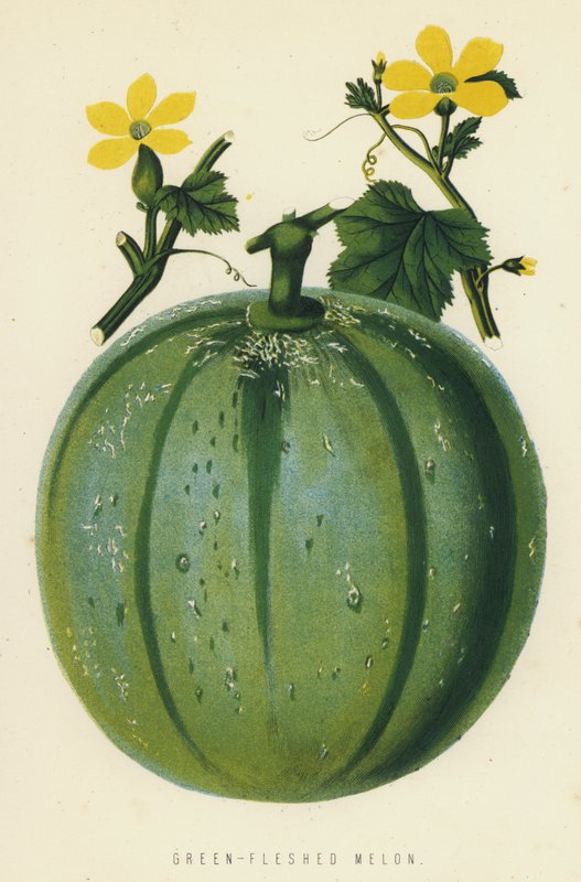 Green-Fleshed Melon by English School