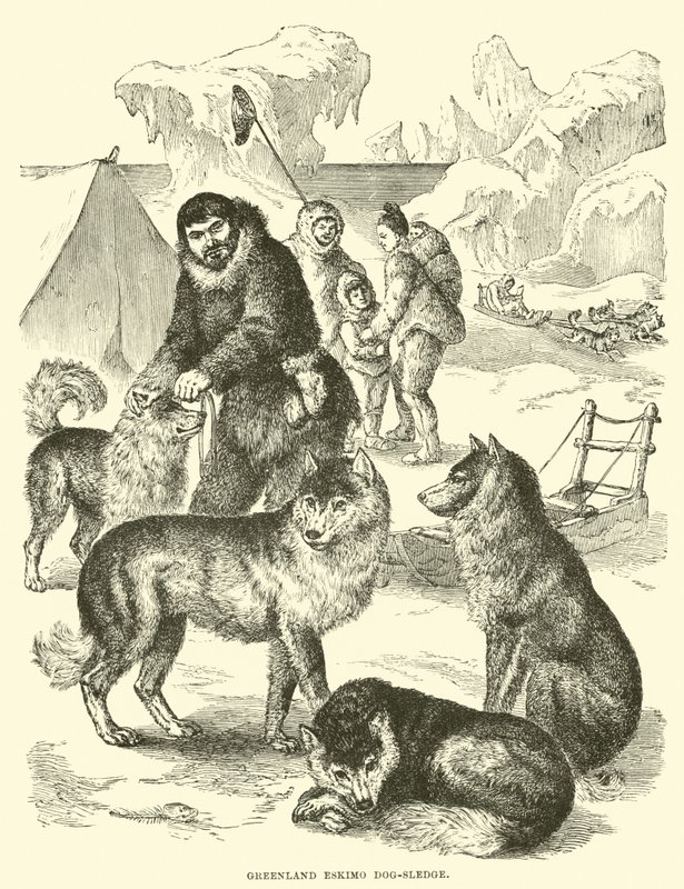 Greenland Eskimo dog-sledge by English School