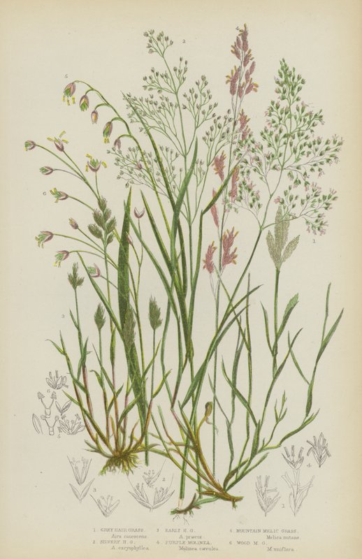 Grey Hair Grass, Silvery Hair Grass, Early Hair Grass, Purple Molinea, Mountain Melic Grass, Wood Melic Grass by English School