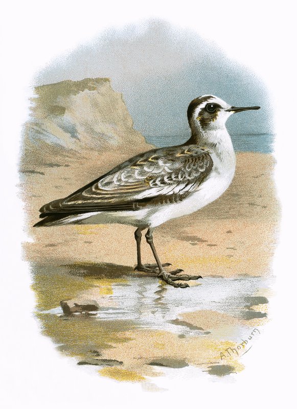 Grey Phalarope by English School