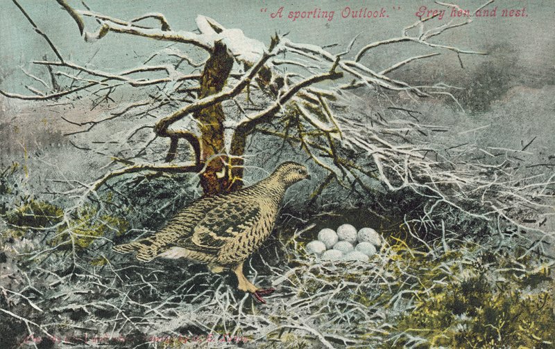 Grey Hen and Nest by English School