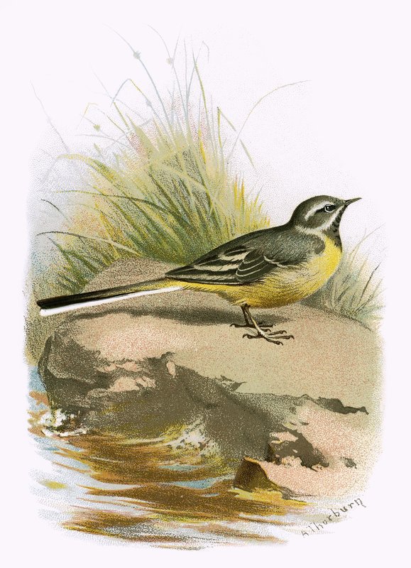 Grey wagtail by English School
