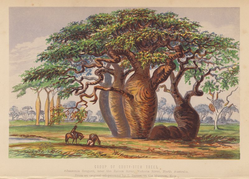 Group of Couty Stem Trees, Australia by English School