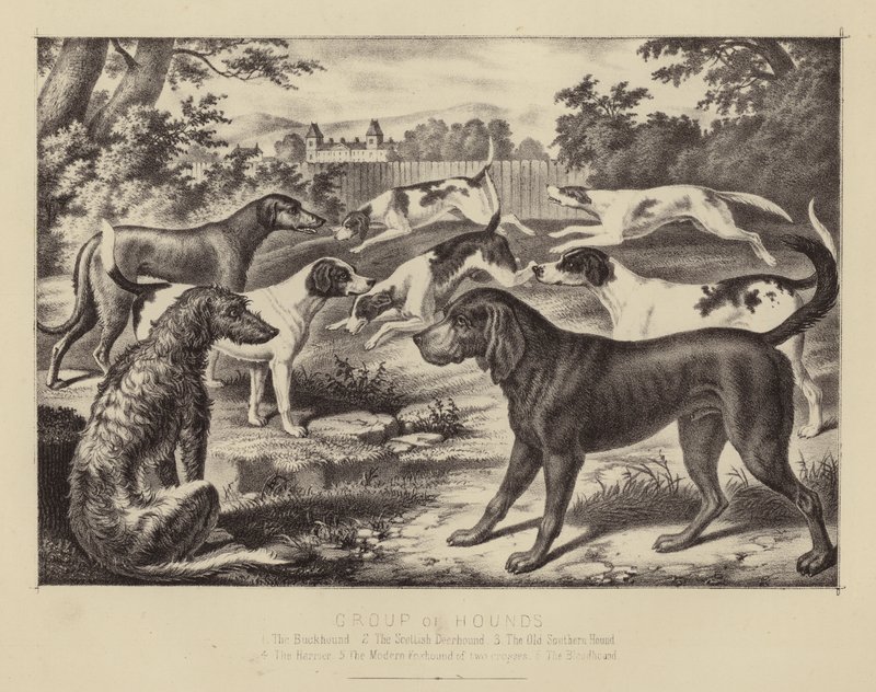 Group of Hounds by English School