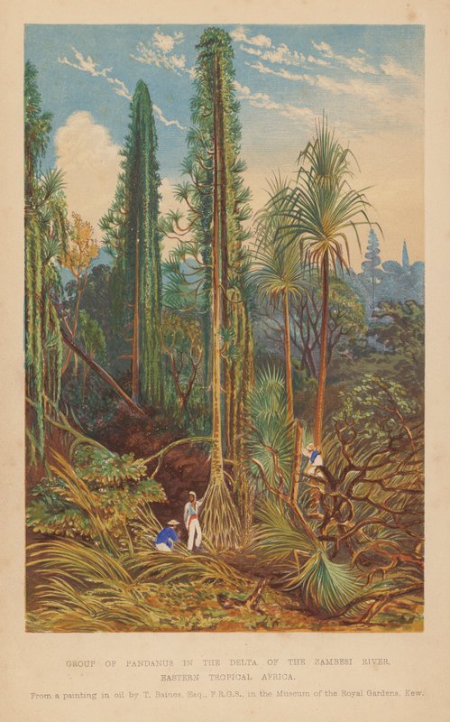 Group of Pandanus in the Delta of the Zambesi River, Eastern Tropical Africa by English School