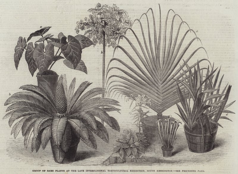Group of Rare Plants at the Late International Horticultural Exhibition, South Kensington by English School