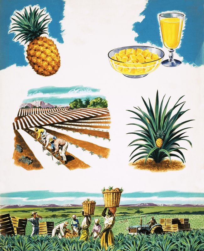 Growing Pineapples by English School