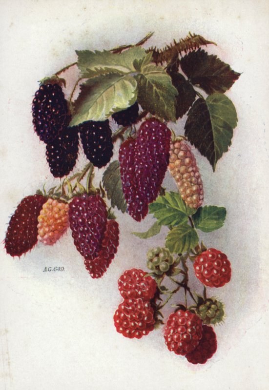 Hardy Berry-Bearing Fruits by English School