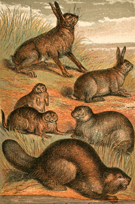 Hare, Prairie Dogs, Rabbit, Marmot and Beaver by English School