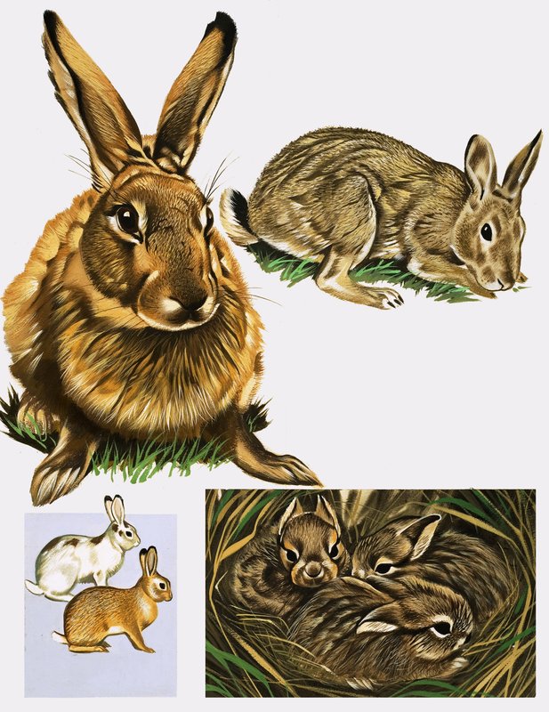 Hares and Rabbits by English School