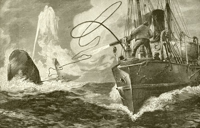 Harpooning a whale from a steamer by English School