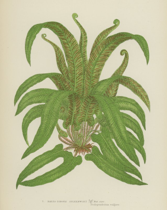 Harts-Tongue Spleenwort by English School
