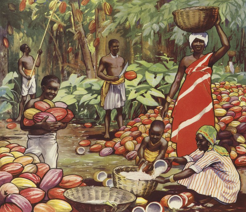 Harvesting coconuts by English School