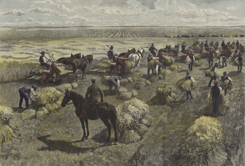Harvesting wheat on the North American plains by English School