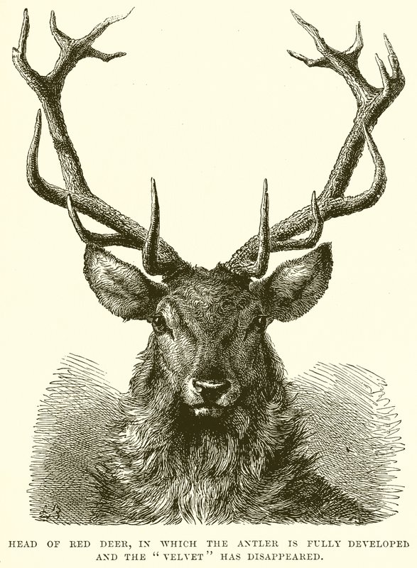 Head of Red Deer (detail) by English School