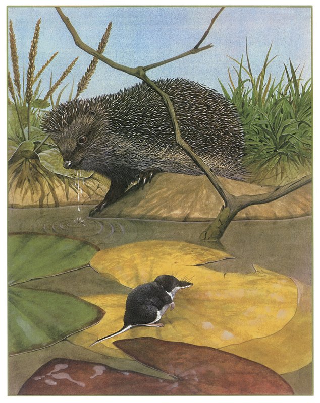 Hedgehog and vole by English School