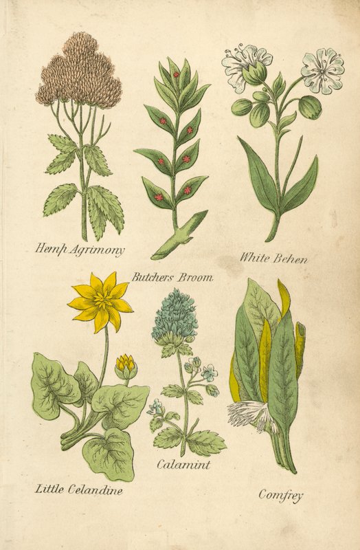 Hemp Agrimony, Butcher