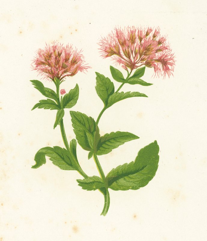 Hemp Agrimony, Eupatorium Cannabinum by English School