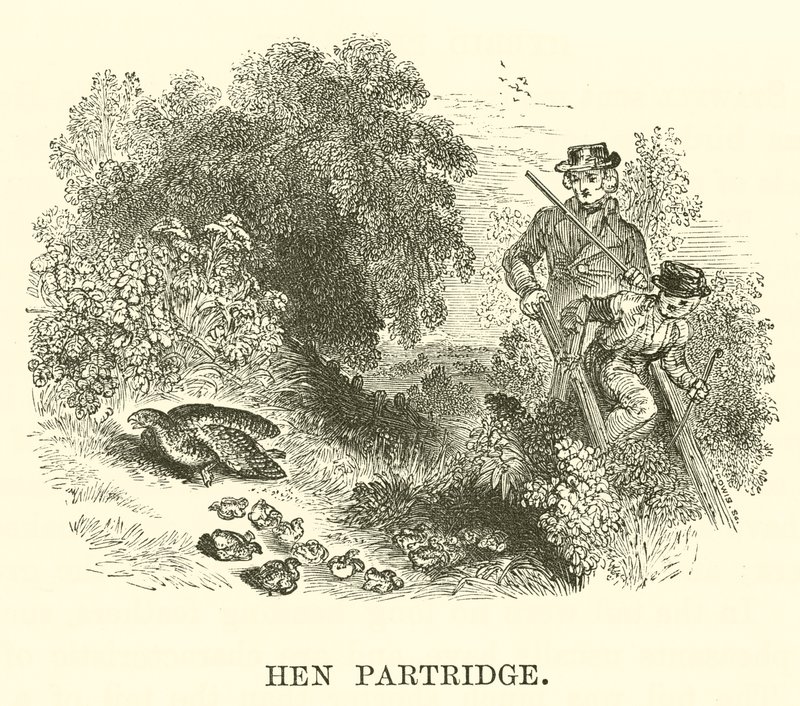 Hen Partridge by English School