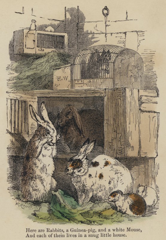 Here are Rabbits, a Guinea-pig, and a white Mouse, And each of them lives in a snug little house by English School