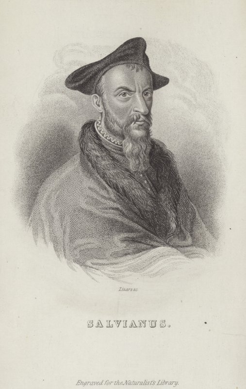 Hippolito Salviani by English School