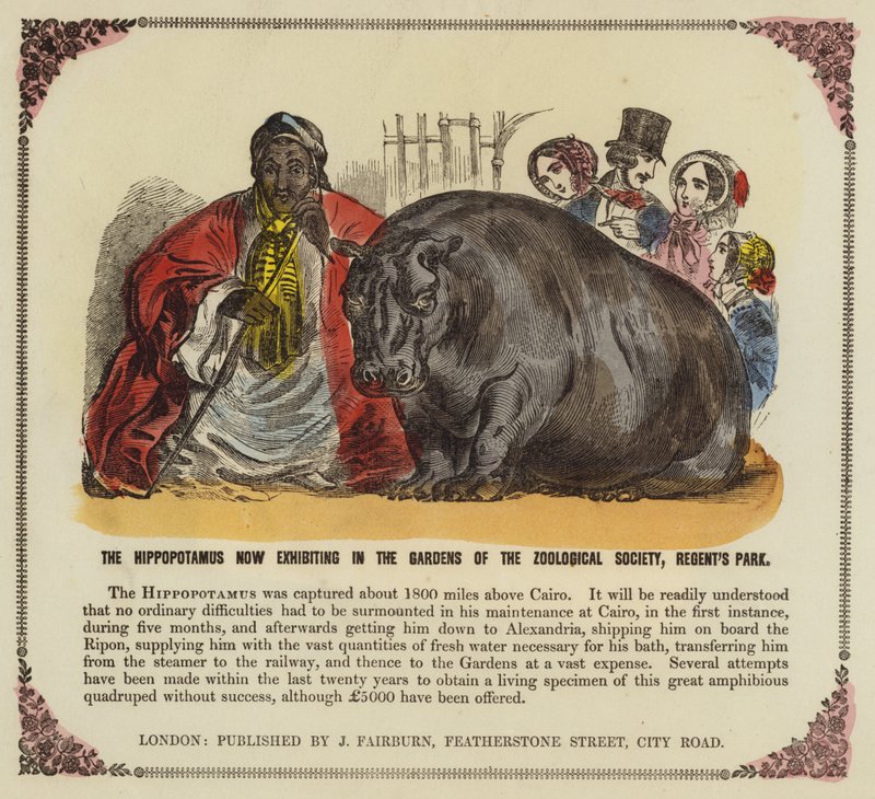 Hippopotamus in the Gardens of the Zoological Society, Regent