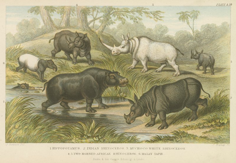 Hippopotamus, rhinoceros and tapir by English School