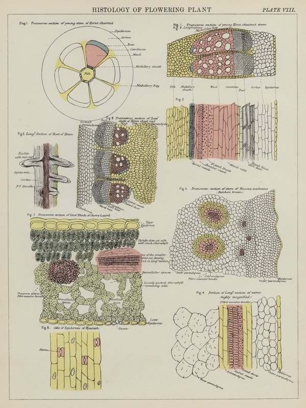 Histology of Flowering Plant by English School