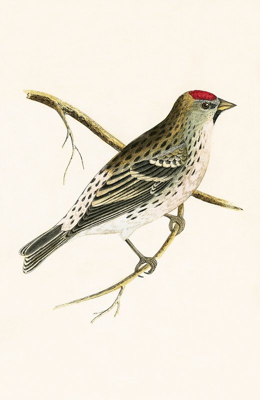 Holboll