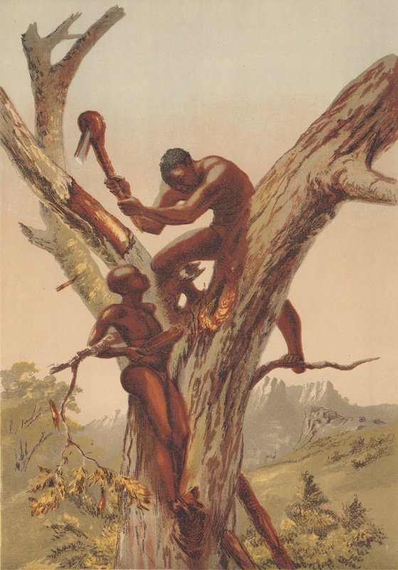 Honey Hunters, Zambezia by English School