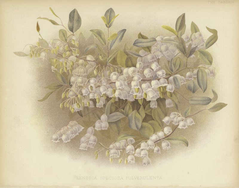 Honeycups, zenobia or dusty zenobia by English School