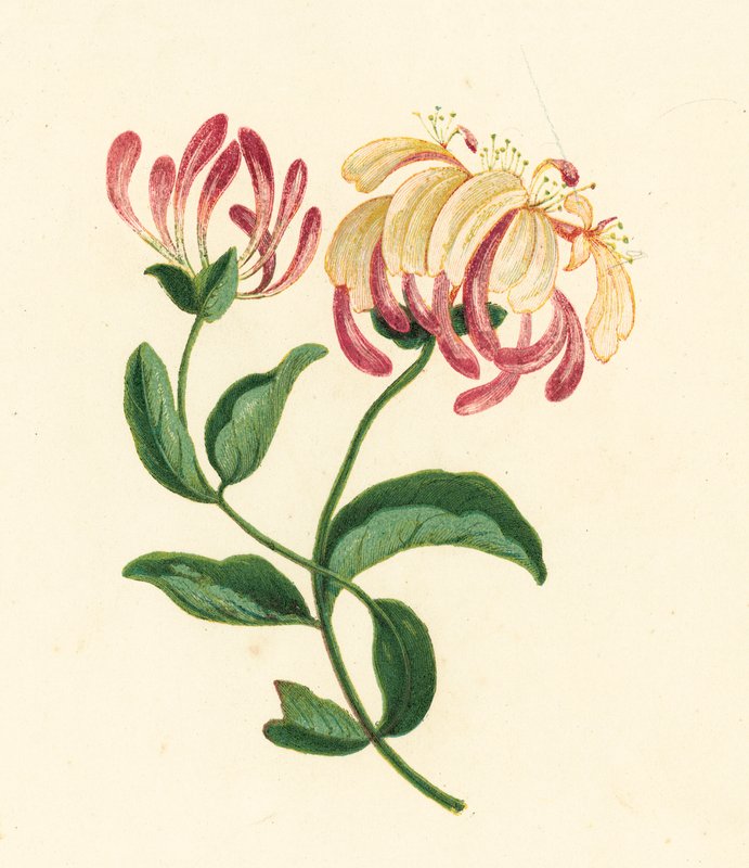Honeysuckle, Lonicera Periclymenum by English School