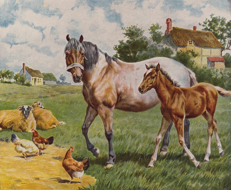 Horse and Foal, Sheep and Hens by English School
