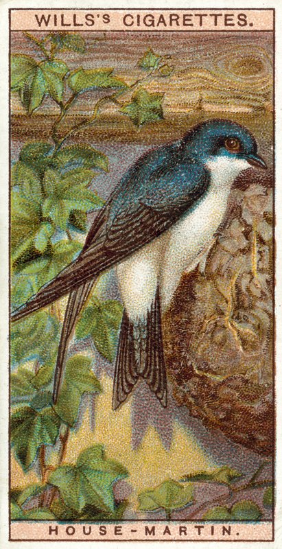 House Martin by English School