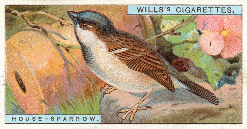 House Sparrow by English School