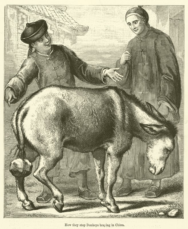 How They Stop Donkeys Braying in China by English School