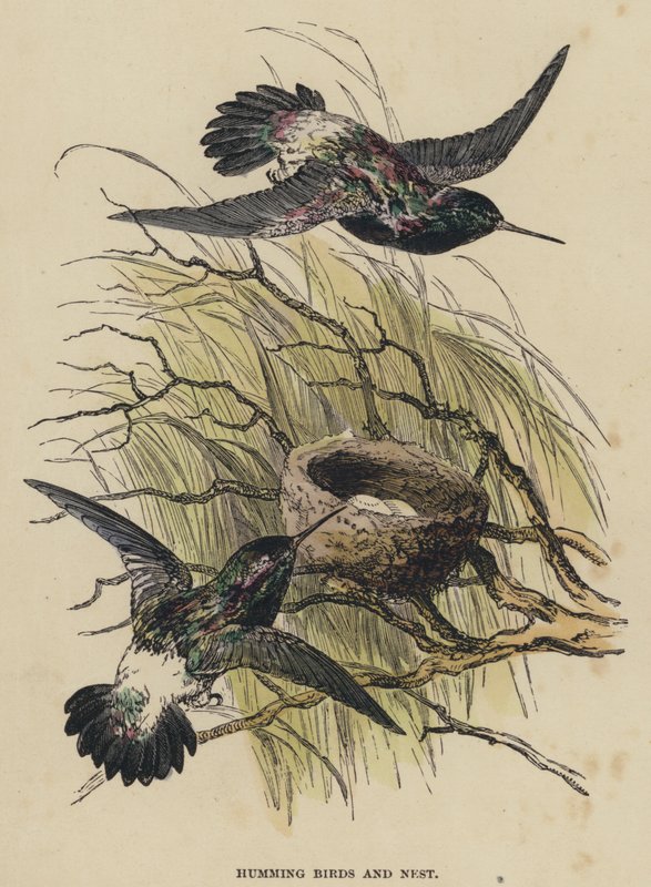 Humming Birds and Nest by English School