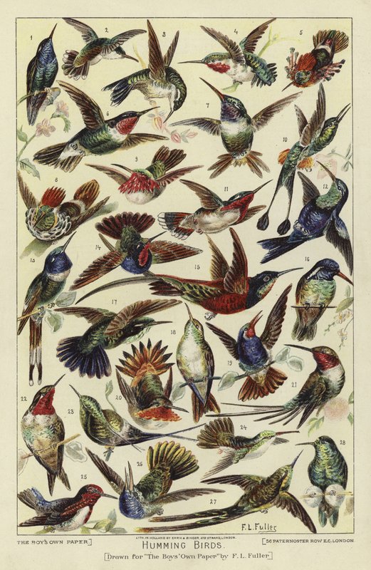 Humming birds by English School