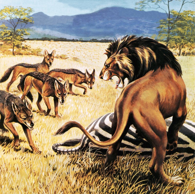 Hyenas Coming to Clear Up After a Lion by English School