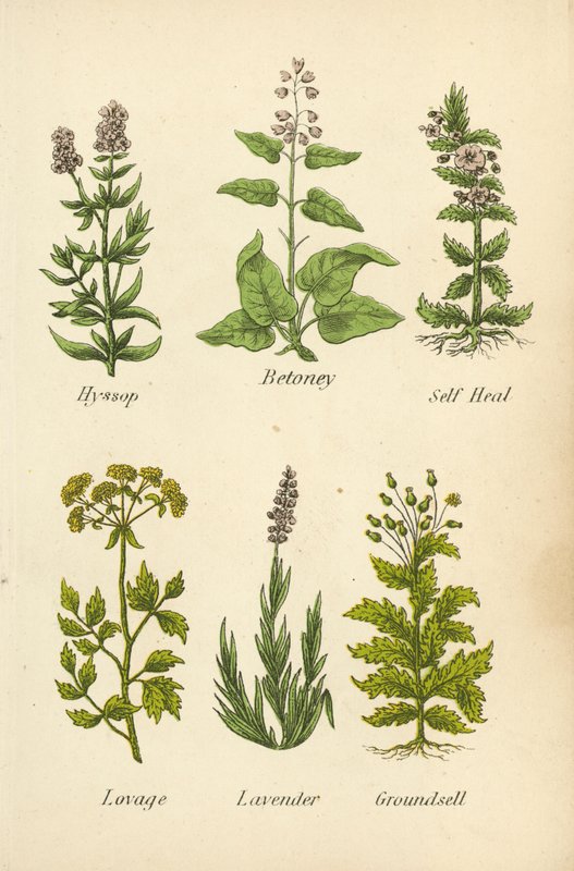 Hyssop, Betoney, Self Heal, Lovage, Lavender, Groundsell by English School