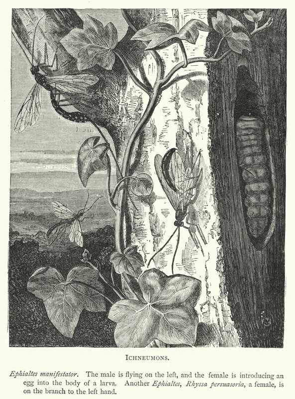 Ichneumons (Engraving) by English School
