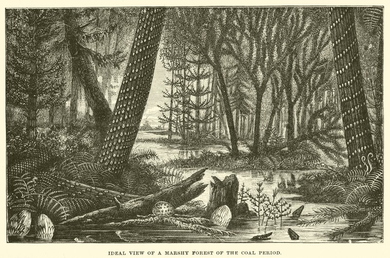 Ideal View of a Marshy Forest of the Coal Period by English School