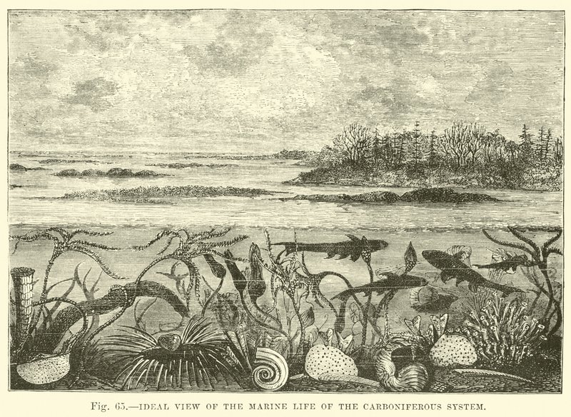 Ideal View of the Marine Life of the Carboniferous System by English School