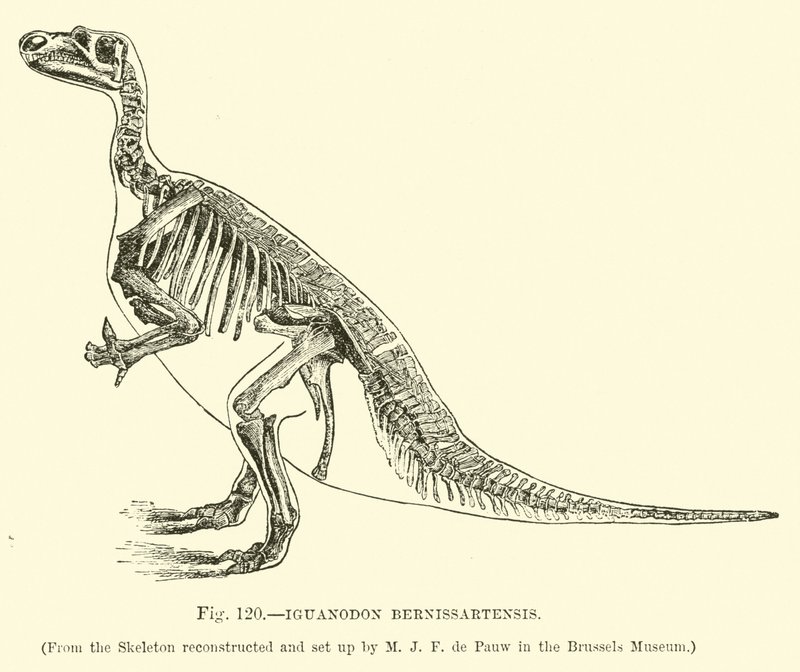 Iguanodon Bernissartensis by English School
