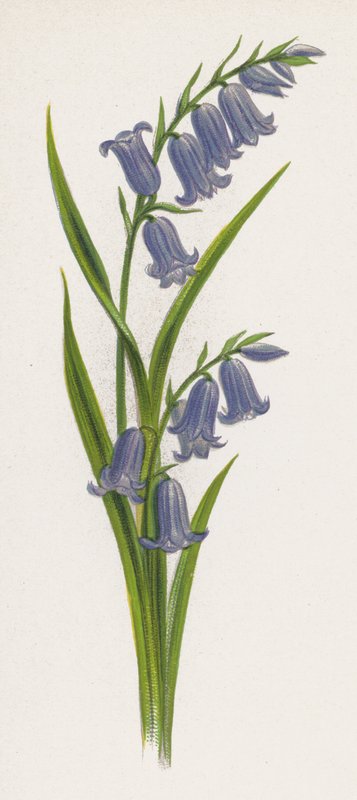 Illustration for A Dream of a Garden by English School