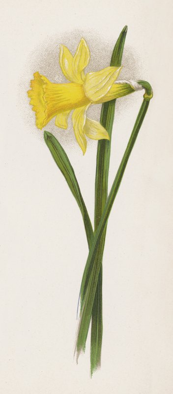 Illustration for A Dream of a Garden by English School