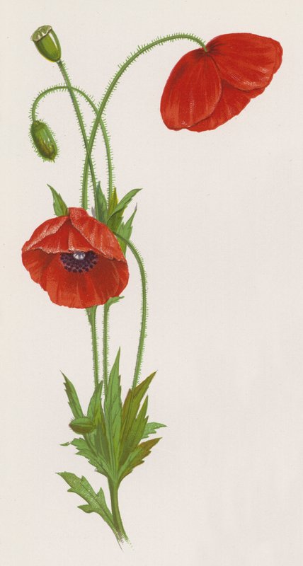 Illustration for A Dream of a Garden by English School