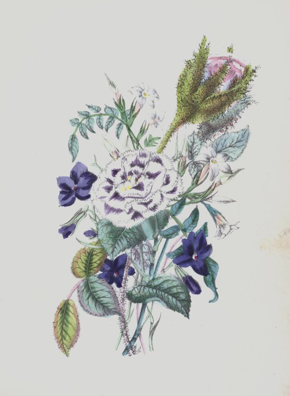 Illustration for Moss Rose Album by English School